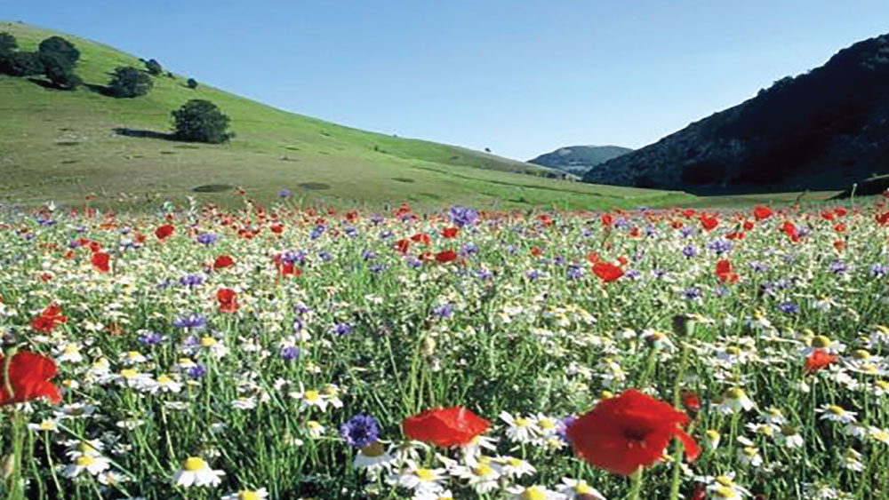 Wiesenblumen